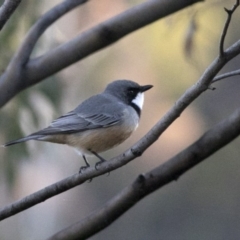 Pachycephala rufiventris at Coree, ACT - 14 Apr 2020