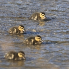 Anas superciliosa (Pacific Black Duck) at Giralang, ACT - 24 May 2020 by AlisonMilton