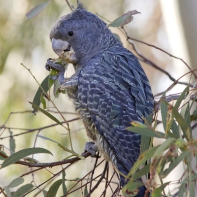 Callocephalon fimbriatum (Gang-gang Cockatoo) at Coree, ACT - 21 Apr 2020 by Judith Roach