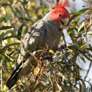 Callocephalon fimbriatum at Coree, ACT - suppressed