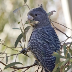 Callocephalon fimbriatum at Coree, ACT - 22 Apr 2020