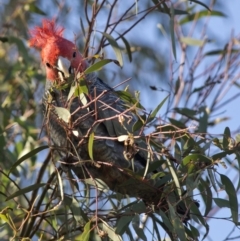 Callocephalon fimbriatum at Coree, ACT - suppressed