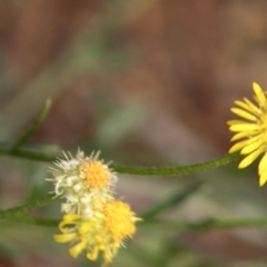 Calotis lappulacea (Yellow Burr Daisy) at Uriarra Village, ACT - 27 Apr 2020 by JudithRoach