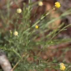 Calotis lappulacea at Uriarra Village, ACT - 28 Apr 2020