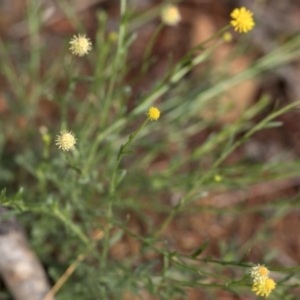 Calotis lappulacea at Uriarra Village, ACT - 28 Apr 2020