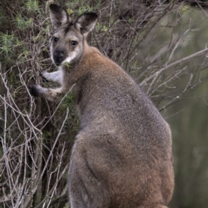 Notamacropus rufogriseus at Uriarra Village, ACT - 7 May 2020