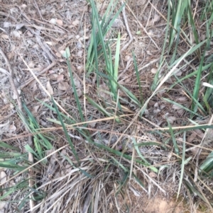 Dianella revoluta var. revoluta at Majura, ACT - 25 May 2020