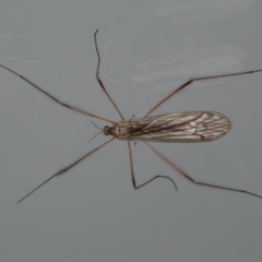 Geranomyia sp. (genus) (A limoniid crane fly) at Ainslie, ACT - 21 May 2020 by jb2602