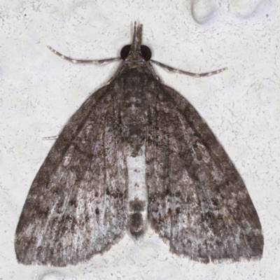 Microdes villosata (Distorted Carpet) at Ainslie, ACT - 21 May 2020 by jb2602