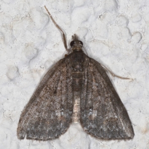 Microdes villosata at Ainslie, ACT - 21 May 2020