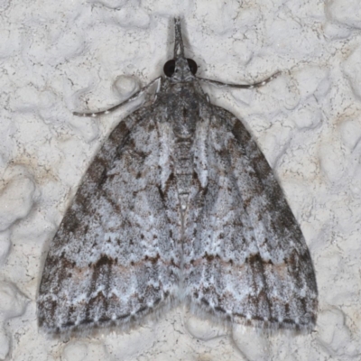 Microdes villosata (Distorted Carpet) at Ainslie, ACT - 21 May 2020 by jb2602