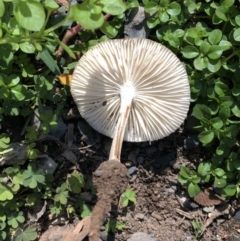 Oudemansiella gigaspora group at Hughes, ACT - 25 May 2020