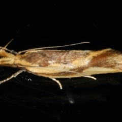 Thema psammoxantha (A concealer moth) at Ainslie, ACT - 27 Nov 2019 by jb2602