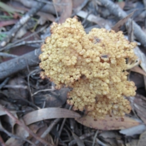 Ramaria sp. at Cotter River, ACT - 17 May 2020 11:30 AM