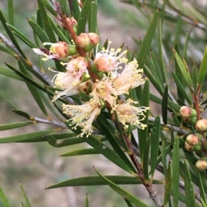 Callistemon sieberi at Kowen, ACT - 25 May 2020