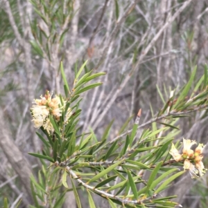 Callistemon sieberi at Kowen, ACT - 25 May 2020