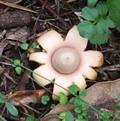 Geastrum sp. (Geastrum sp.) at Kowen, ACT - 25 May 2020 by JaneR