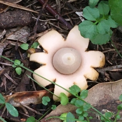 Geastrum sp. (Geastrum sp.) at Molonglo Gorge - 25 May 2020 by JaneR