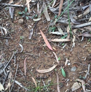 Glossodia major at Hackett, ACT - 25 May 2020