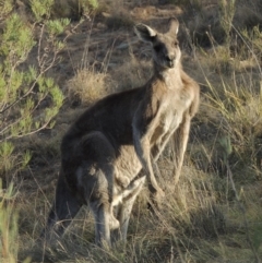 Macropus giganteus (Eastern Grey Kangaroo) at Bullen Range - 22 Jan 2020 by michaelb