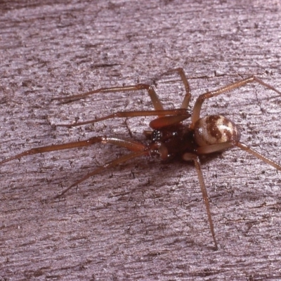 Theridiidae (family) (Comb-footed spider) at Amaroo, ACT - 27 Mar 1984 by wombey