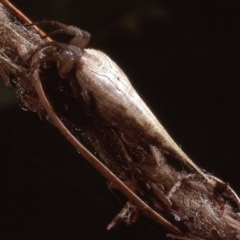 Arachnura higginsi (Scorpion-tailed Spider) at Amaroo, ACT - 3 Apr 1984 by wombey