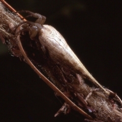 Arachnura higginsi (Scorpion-tailed Spider) at Amaroo, ACT - 4 Apr 1984 by wombey