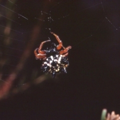 Austracantha minax (Christmas Spider, Jewel Spider) at Macgregor, ACT - 26 Dec 1978 by wombey