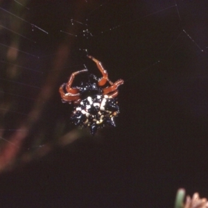 Austracantha minax at Macgregor, ACT - 26 Dec 1978