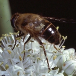 Eristalis tenax at Macgregor, ACT - 22 Dec 1978