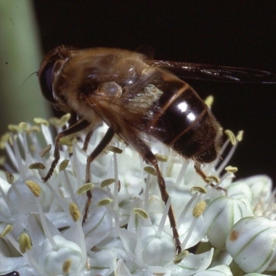 Eristalis tenax (Drone fly) at Macgregor, ACT - 21 Dec 1978 by wombey