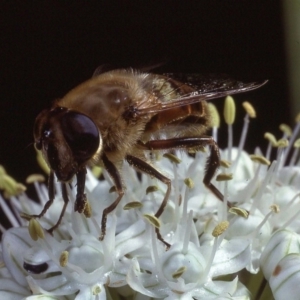 Eristalis tenax at Macgregor, ACT - 22 Dec 1978