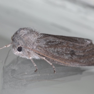 Paralaea ochrosoma at Ainslie, ACT - 25 May 2020