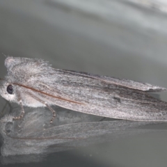 Paralaea ochrosoma at Ainslie, ACT - 25 May 2020