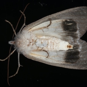 Paralaea ochrosoma at Ainslie, ACT - 25 May 2020