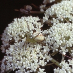 Lehtinelagia sp. (genus) (Flower Spider or Crab Spider) at Macgregor, ACT - 22 Dec 1978 by wombey