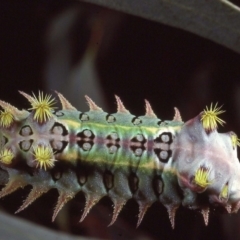 Doratifera oxleyi (Painted Cup Moth) at Macgregor, ACT - 13 Nov 1979 by wombey