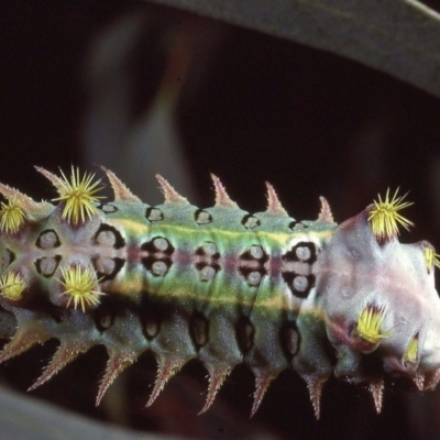 Doratifera oxleyi (Painted Cup Moth) at Macgregor, ACT - 14 Nov 1979 by wombey