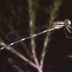 Austrolestes leda (Wandering Ringtail) at Macgregor, ACT - 26 Dec 1978 by wombey