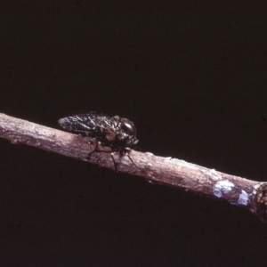 Acroceridae (family) at Macgregor, ACT - 22 Dec 1978