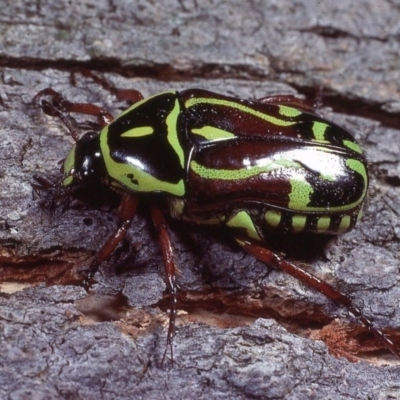Eupoecila australasiae (Fiddler Beetle) at Macgregor, ACT - 12 Jan 1979 by wombey