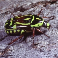 Eupoecila australasiae at Macgregor, ACT - 13 Jan 1979