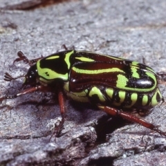 Eupoecila australasiae at Macgregor, ACT - 13 Jan 1979