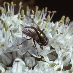 Lucilia sp. (genus) at Macgregor, ACT - 22 Dec 1978