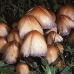 Coprinellus micaceus group at Amaroo, ACT - 26 May 1983 by wombey