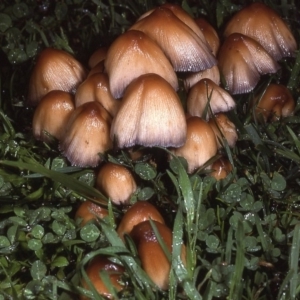 Coprinellus micaceus group at Amaroo, ACT - 26 May 1983