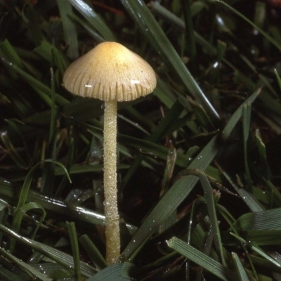 Bolbitius titubans (Yellow Fieldcap Mushroom) at Kaleen, ACT - 25 May 1983 by wombey