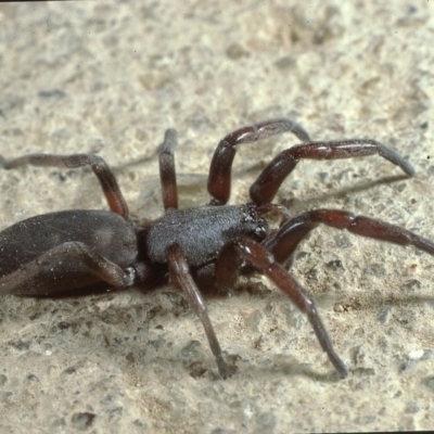 Lampona cylindrata (White-tailed Spider) at Macgregor, ACT - 3 Nov 1982 by wombey