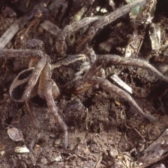 Venatrix speciosa (Wolf spider) at Mitchell, ACT - 7 Aug 1980 by wombey