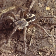 Venatrix speciosa at Mitchell, ACT - 7 Aug 1980